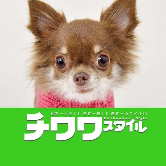 犬報 チワワの あ こいつかわいさに全振りしてるな 感ｗｗｗｗｗ ベア速